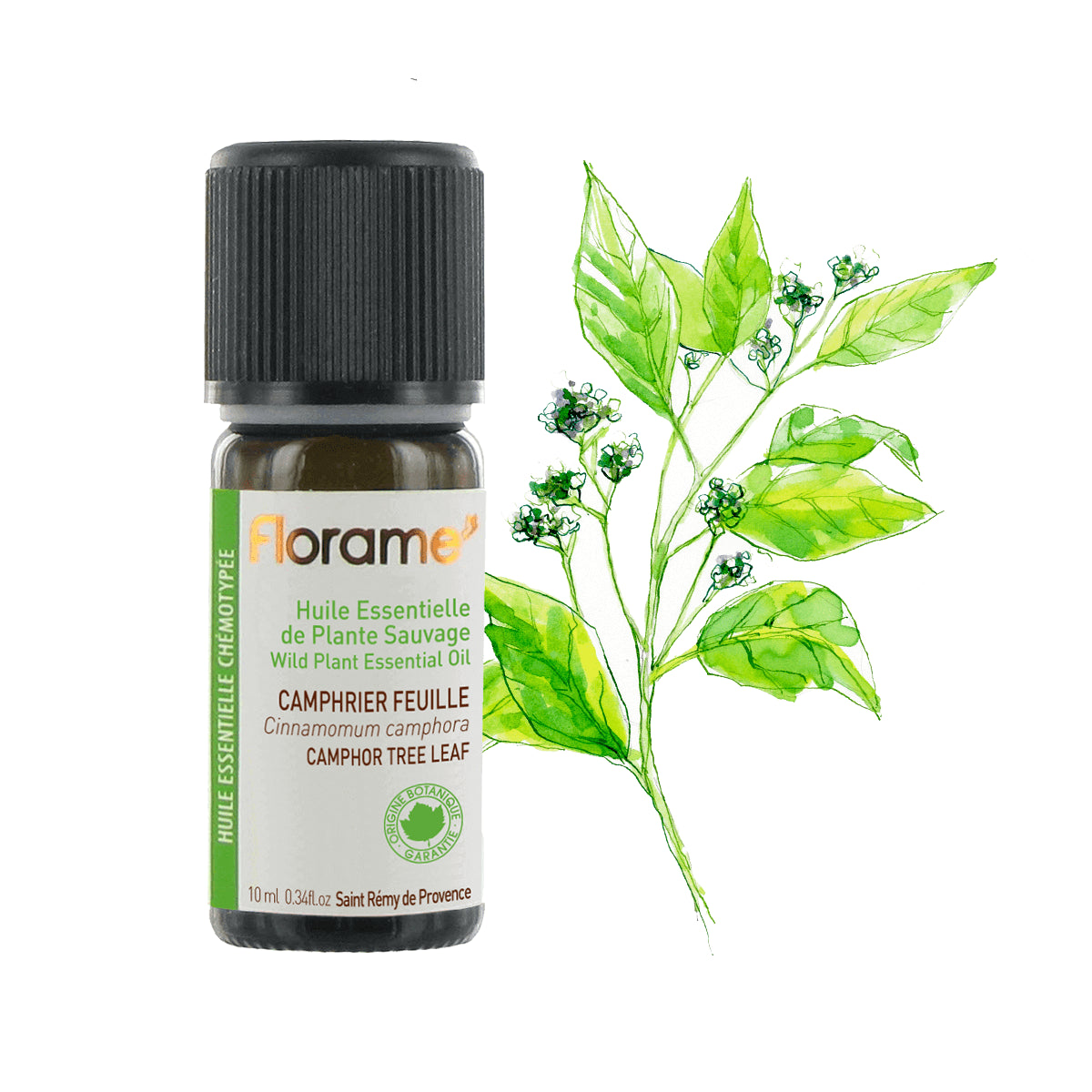 Camphor Tree Leaf or Shiu Wood Wild Essential Oil